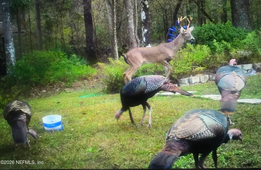 4555 Tarragon Avenue, Middleburg, FL 32068 - #3