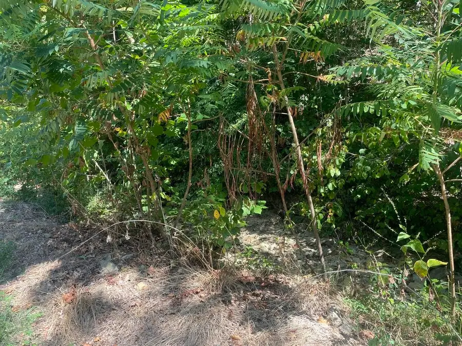 0 PLUM FORK ROAD, South Shore, KY 41175 - Image #3