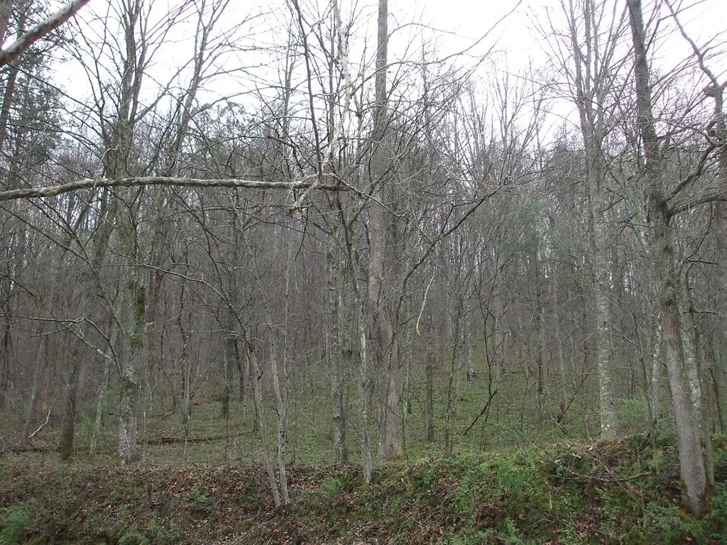 0 Castle Fork (db 456-099), Lowmansville, KY 41232 - Image #1