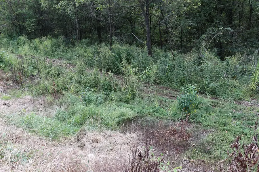 0 Rt 7 (db 94 Dp 399), Royalton, KY 41464 - Image #3