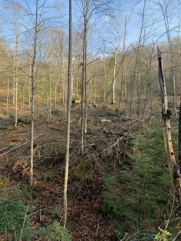 000 Lick Branch Maces Creek Road, Viper, KY 41774 - #2