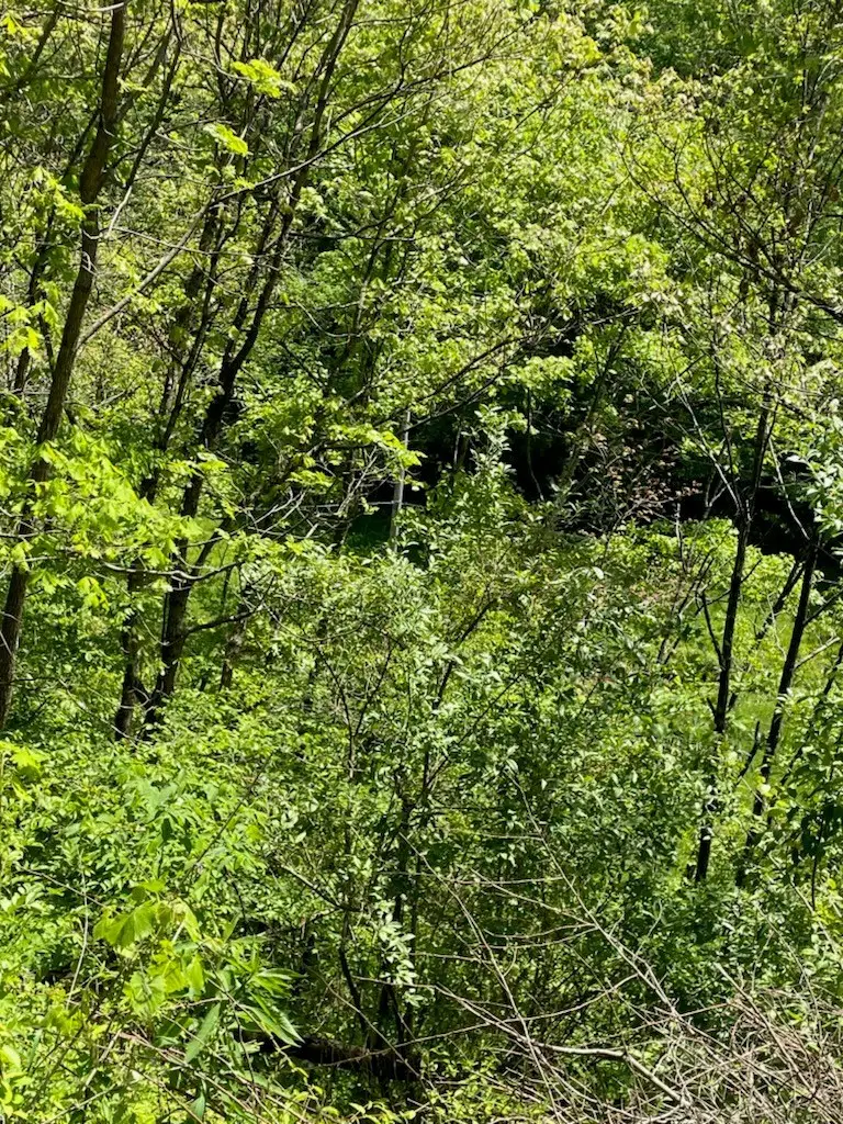 0 Buck Creek (db 230, Dp 353), Royalton, KY 41464 - Image #2