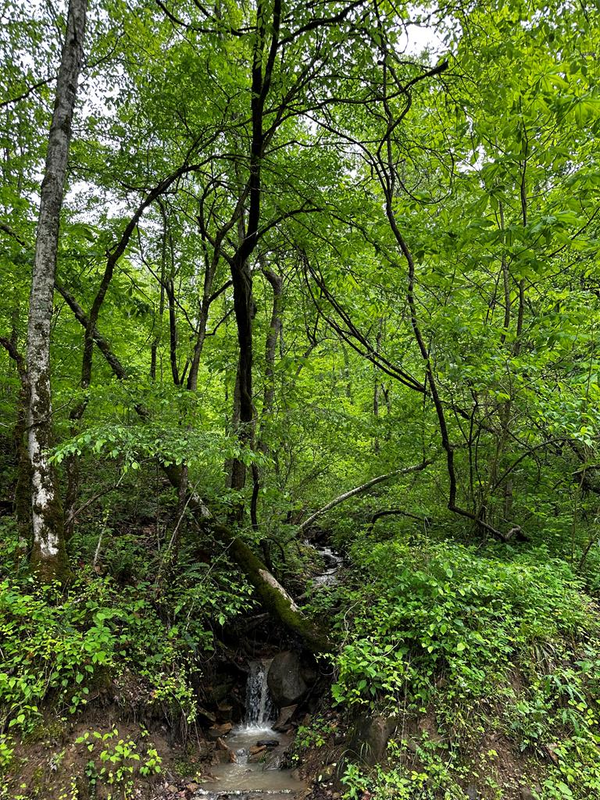 000 Bullskin Branch Road, Oneida, KY 40972