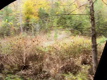 0 Alley Fork, Prestonsburg, KY 41653 - Image #2