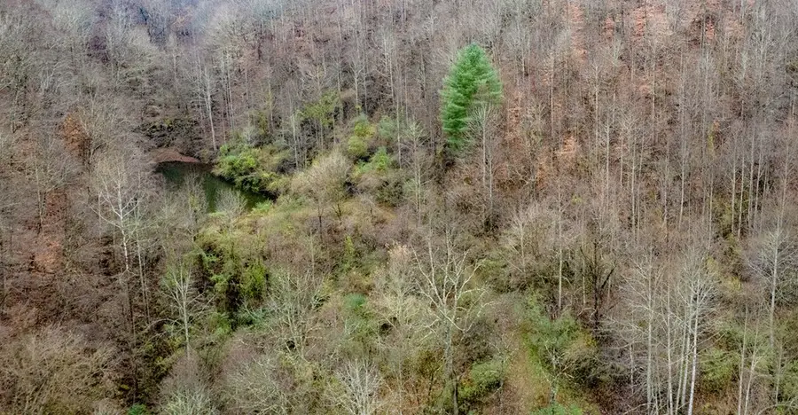 503 Brown Branch Rd Dix Fk, Sidney, KY 41564 - Image #2