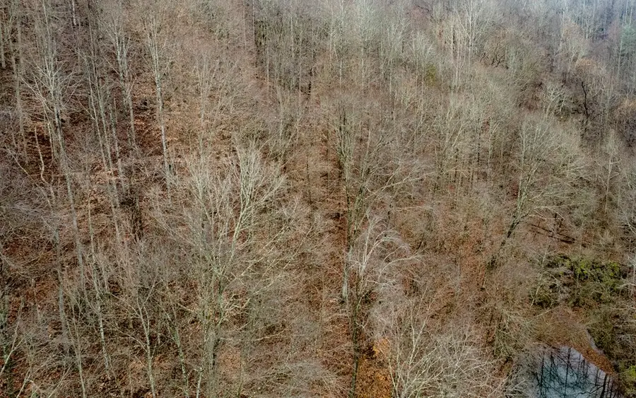 503 Brown Branch Rd Dix Fk, Sidney, KY 41564 - Image #3