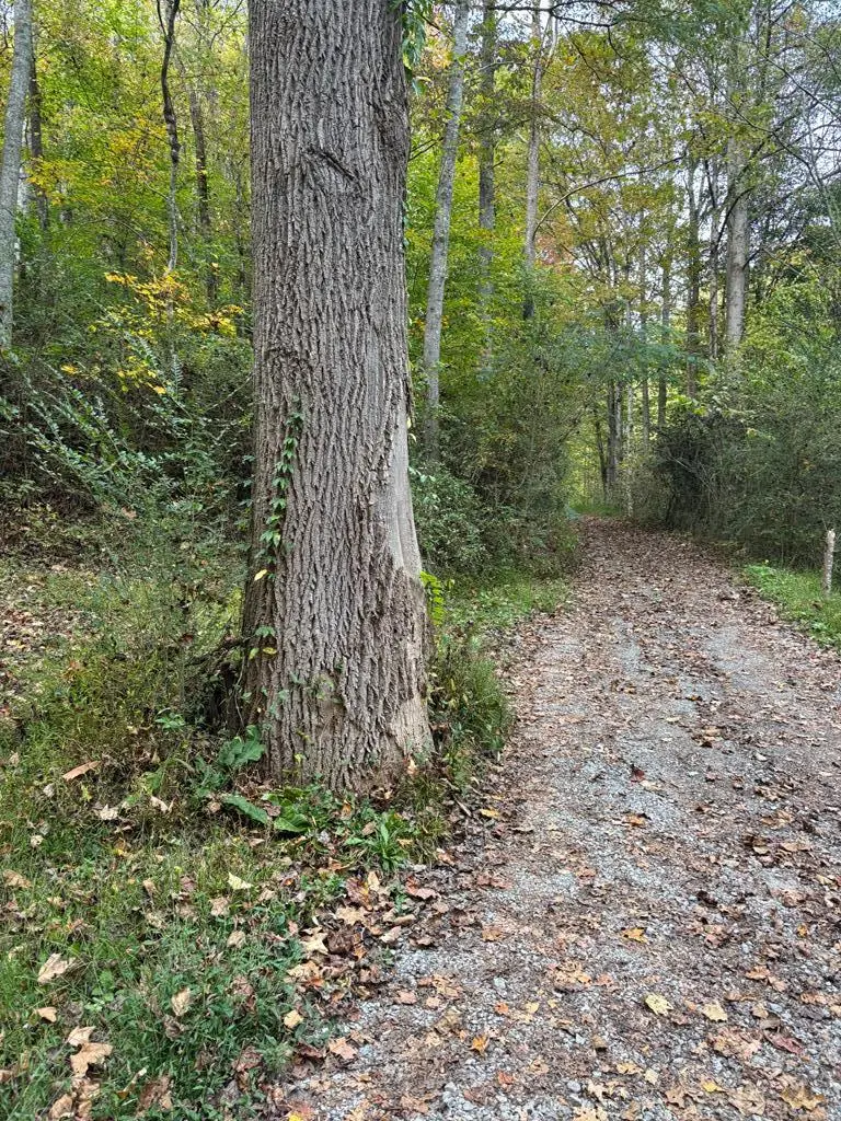 0 Hammonds Hollow, Whitesburg, KY 41858 - Image #1