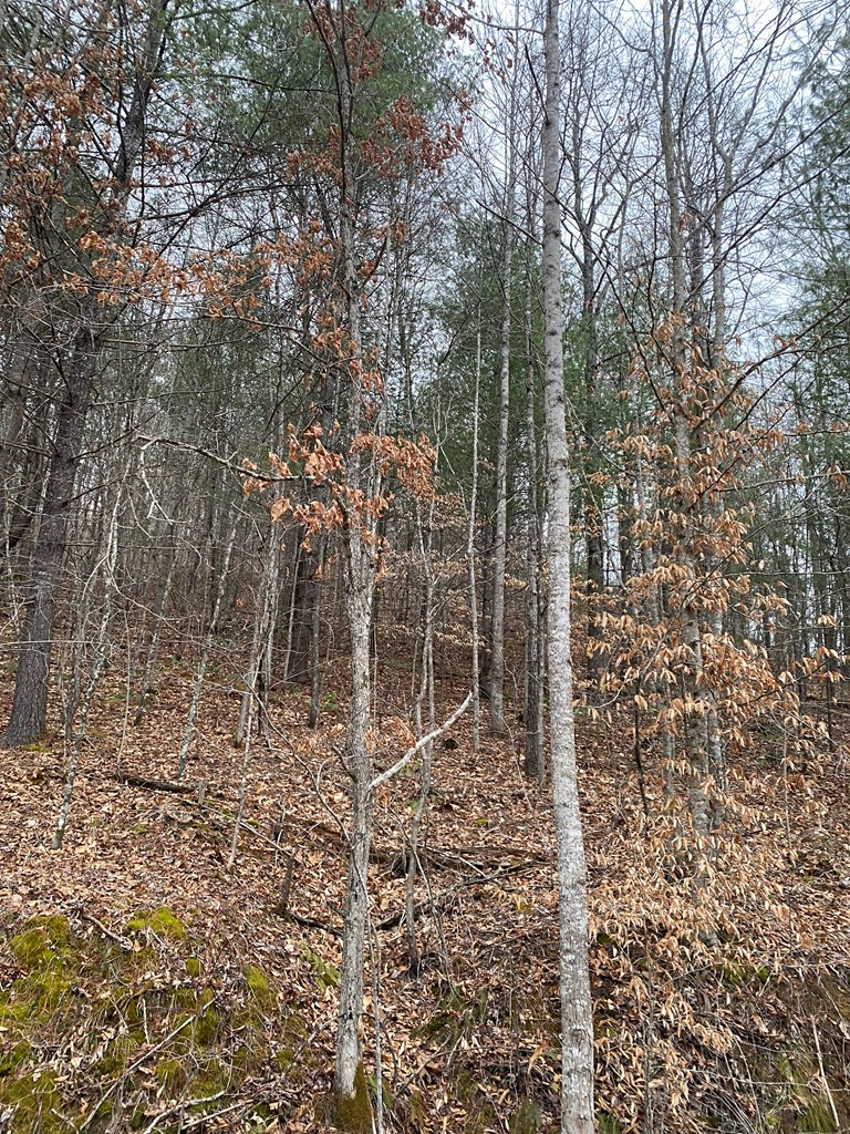 0 Cow Creek (map 015-00-00-034), Salyersville, KY 41465 - #2