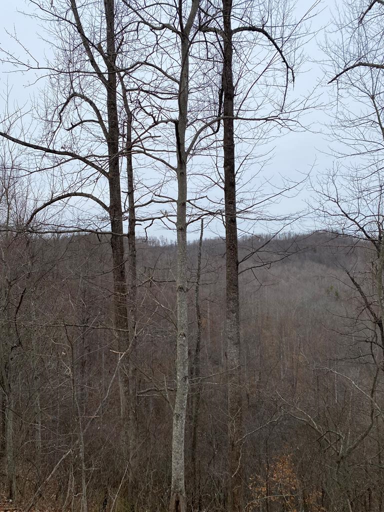 0 Alsept Fork Road (map #: 008-00-00-014), Salyersville, KY 41465 - #1