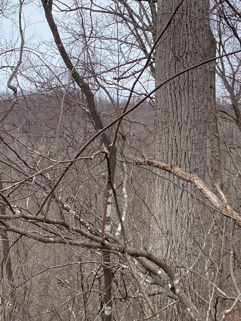 0 Alsept Fork Road (map #: 008-00-00-014), Salyersville, KY 41465 - #2