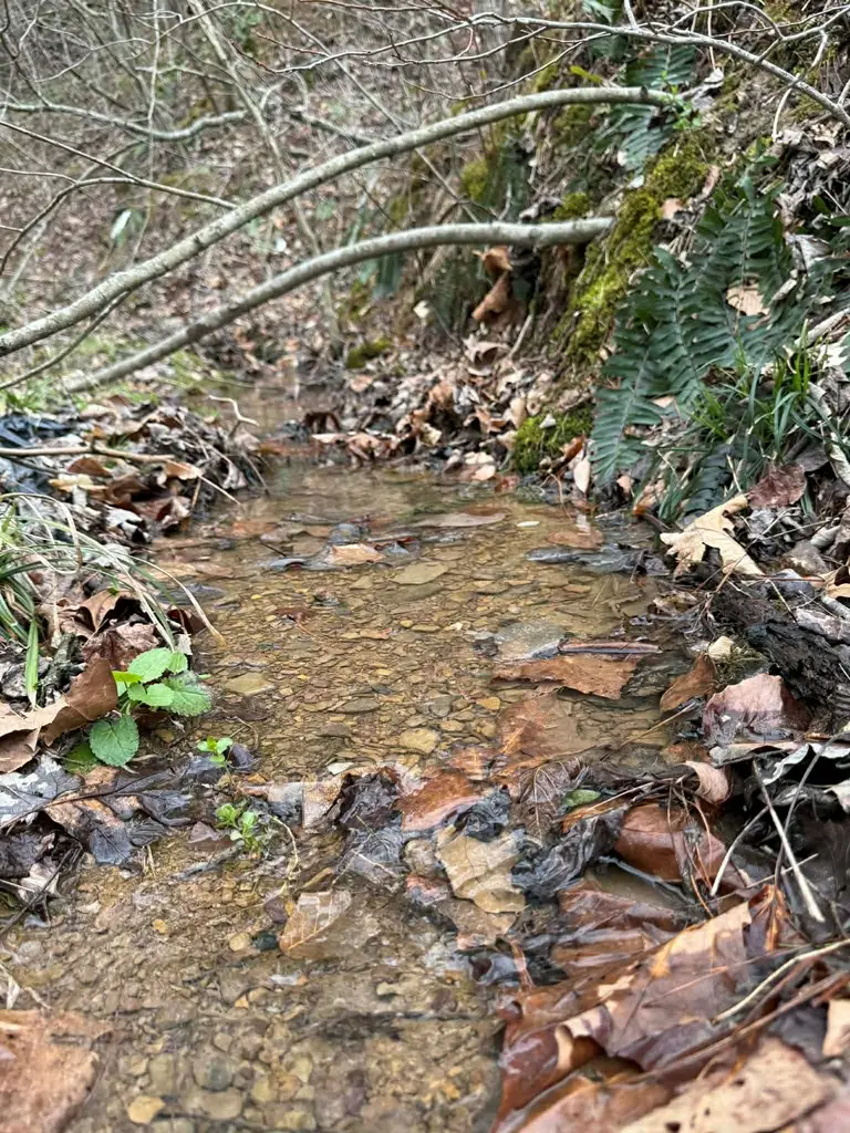 2572 Williams Branch, Flatgap, KY 41219 - #2