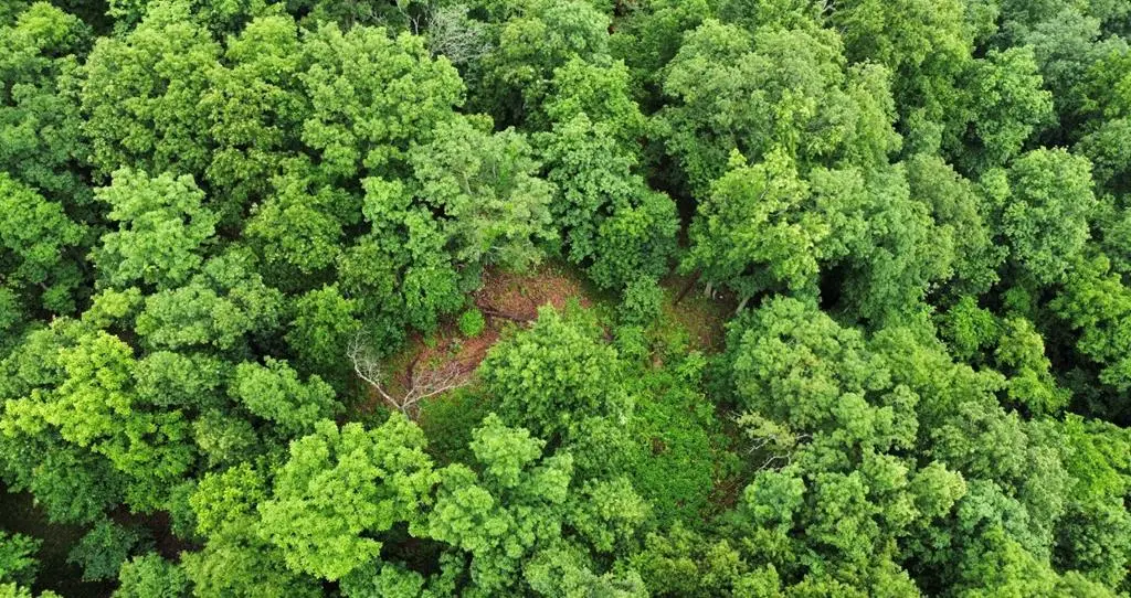 0 Little Cat Fork Road, Webbville, KY 41240 - #1