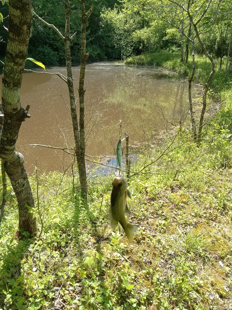 00 Hickman Fork Rd, Louisa, KY 41230 - #2