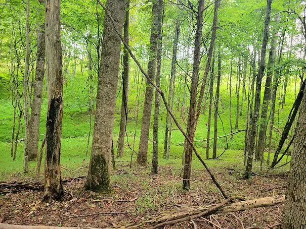 1044 Brushy Ridge Rd, McKee, KY 40447 - #3