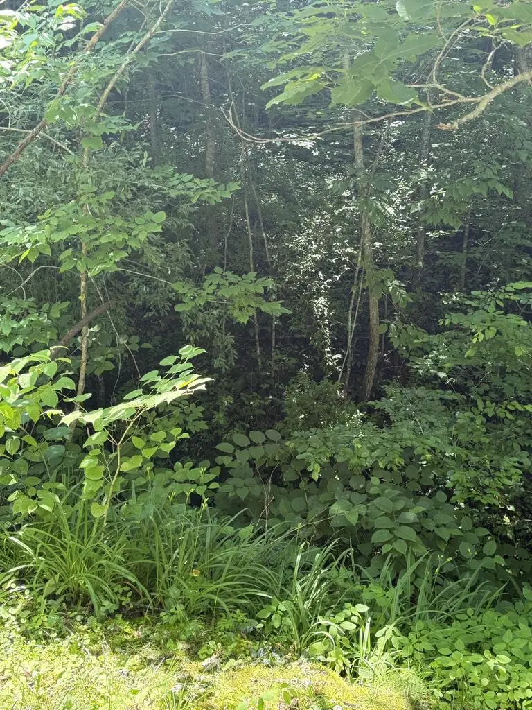 00 Middle Branch, McDowell, KY 41647 - #2