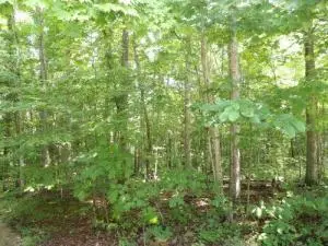 Tract 1 Off Green Stable Lane Lane, Monticello, KY 42633 - Image #3