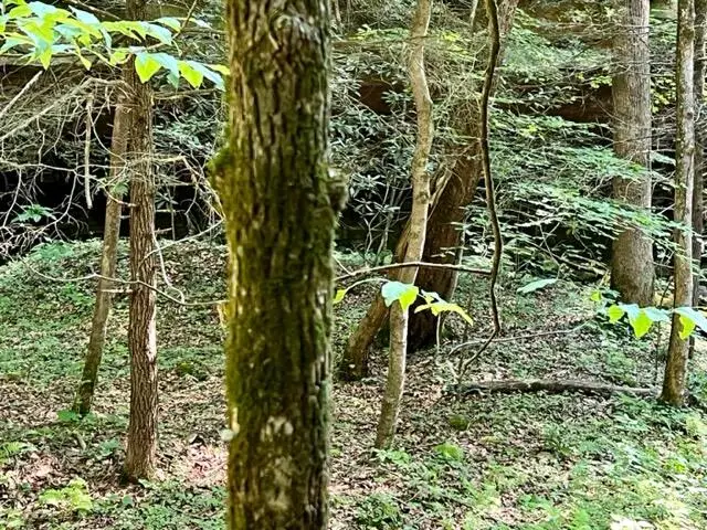 0 Coperas Cave Branch, Beattyville, KY 41311 - Image #1