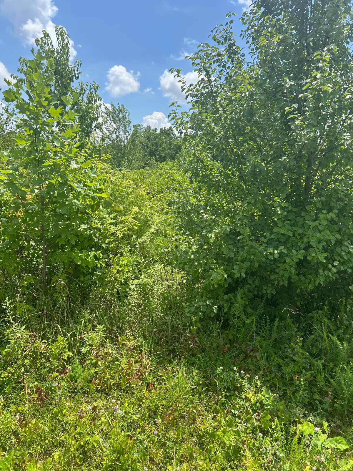 Lot E Meadow Drive, Nancy, KY 42544 - Image #1