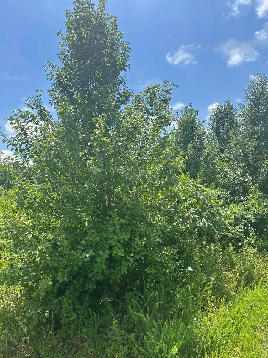 Lot E Meadow Drive, Nancy, KY 42544 - Image #3