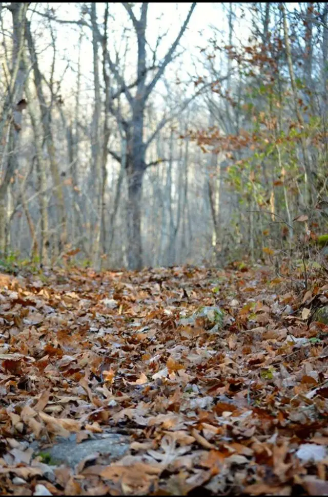 0 Morrill Kerby Knob Road, McKee, KY 40447 - Image #3