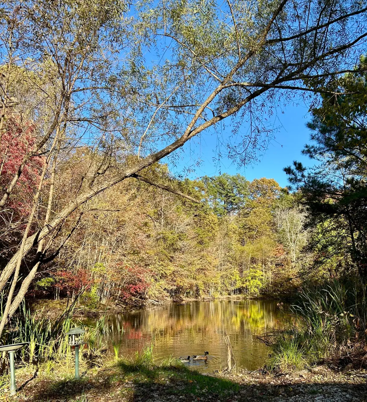 0 Farley Road, East Bernstadt, KY 40729 - Image #1