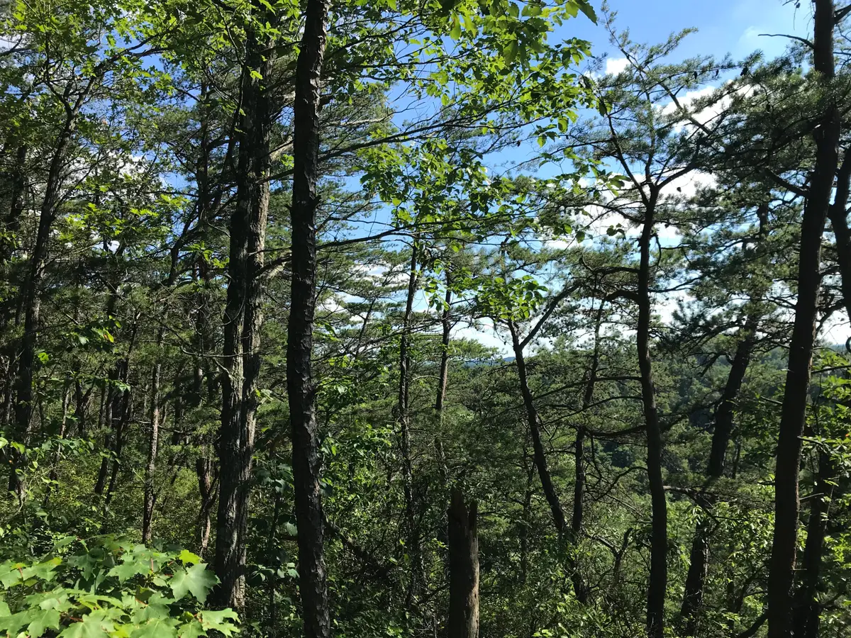 0 South Fork, Stanton, KY 40380 - Image #1