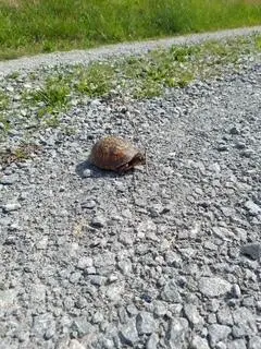 1112 Covered Bridge Road, Wallingford, KY 41093 - Image #2