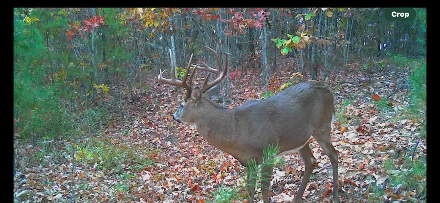 3680 Copper Creek Road, Berea, KY 40403 - Image #3