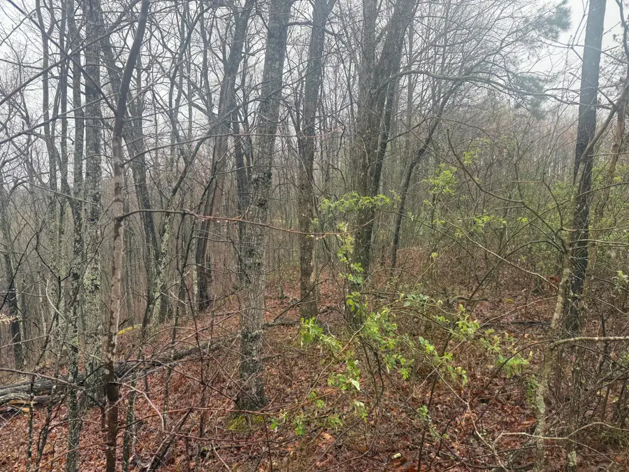 91 Acres Land Cains Creek Road, Sandy Hook, KY 41171 - Image #2