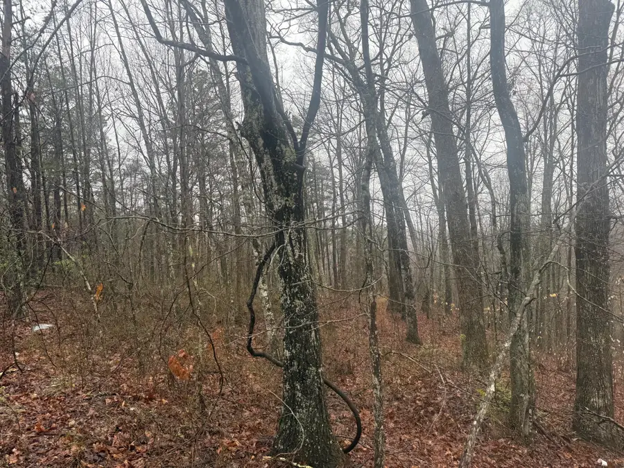 91 Acres Land Cains Creek Road, Sandy Hook, KY 41171 - Image #3
