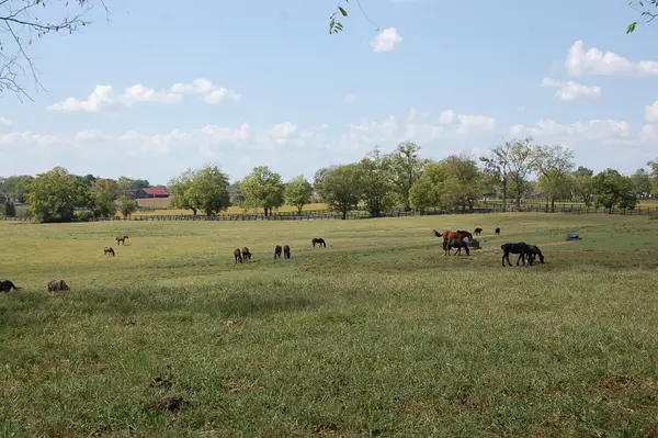 990 Clay Kiser Road, Paris, KY 40361