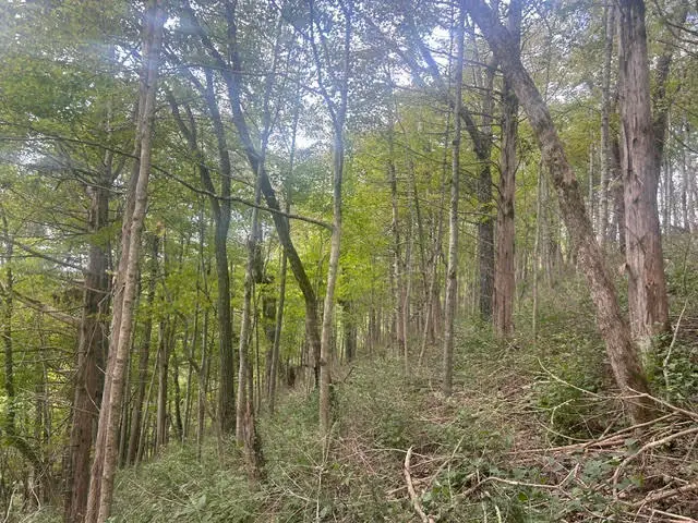 544 Avawam Drive, Richmond, KY 40475 - #3