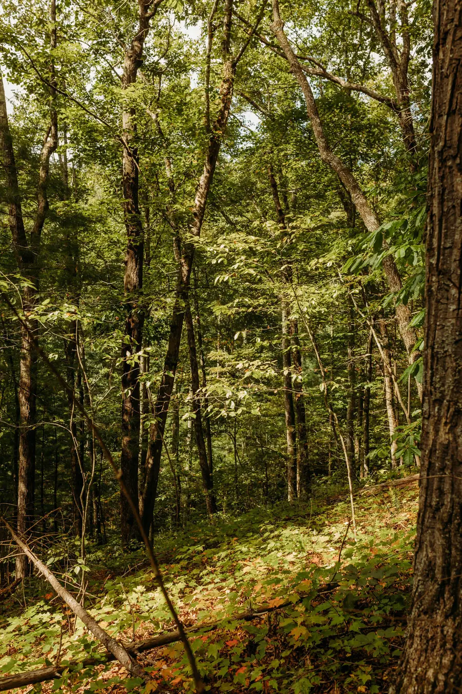 Lot 17 Hollertop Road, Campton, KY 41301 - Image #3