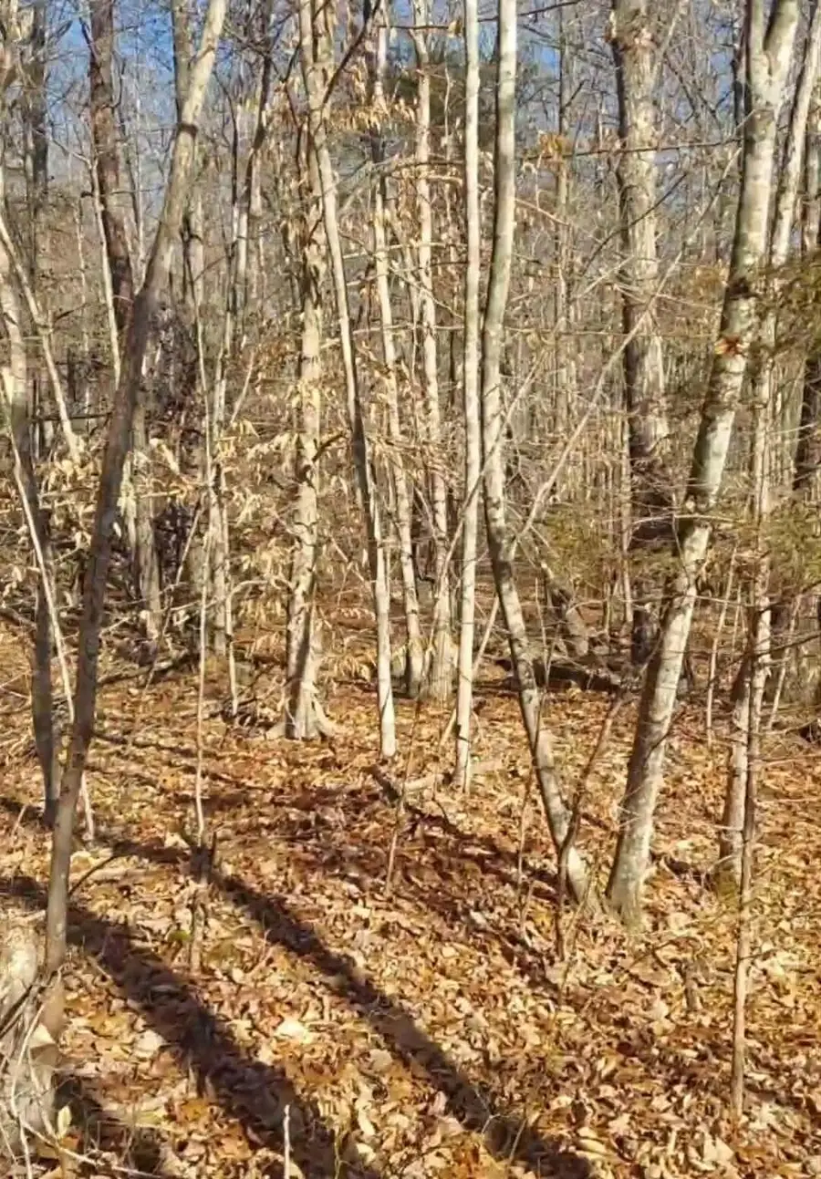 9999 Timberline Lane, Irvine, KY 40336 - Image #3