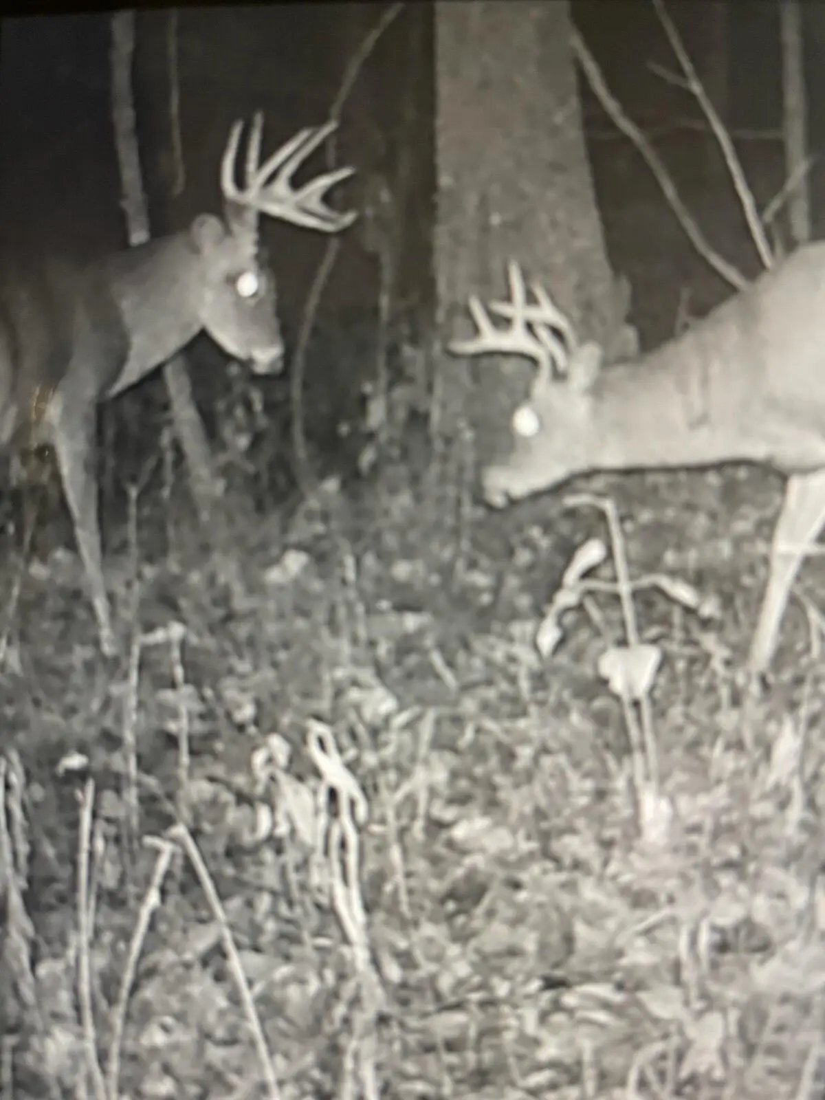 271 Blue Bird Lane, Hyden, KY 41749 - Image #1