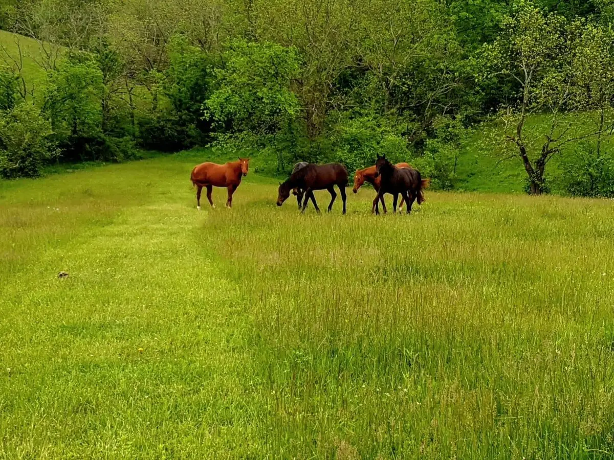 161 Central Pike, Harrodsburg, KY 40330 - #1