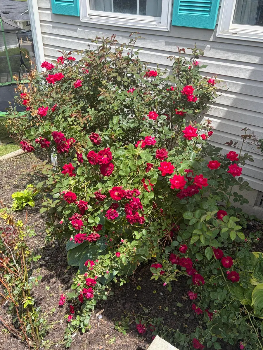 507 Swan Street, Corbin, KY 40701 - #3