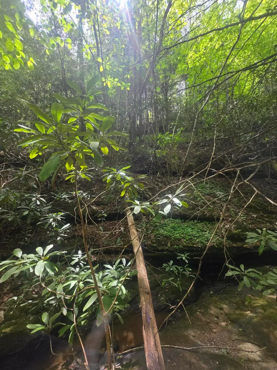 Lot 2 Mullins Point Wicked Oak Road, Campton, KY 41301 - #3