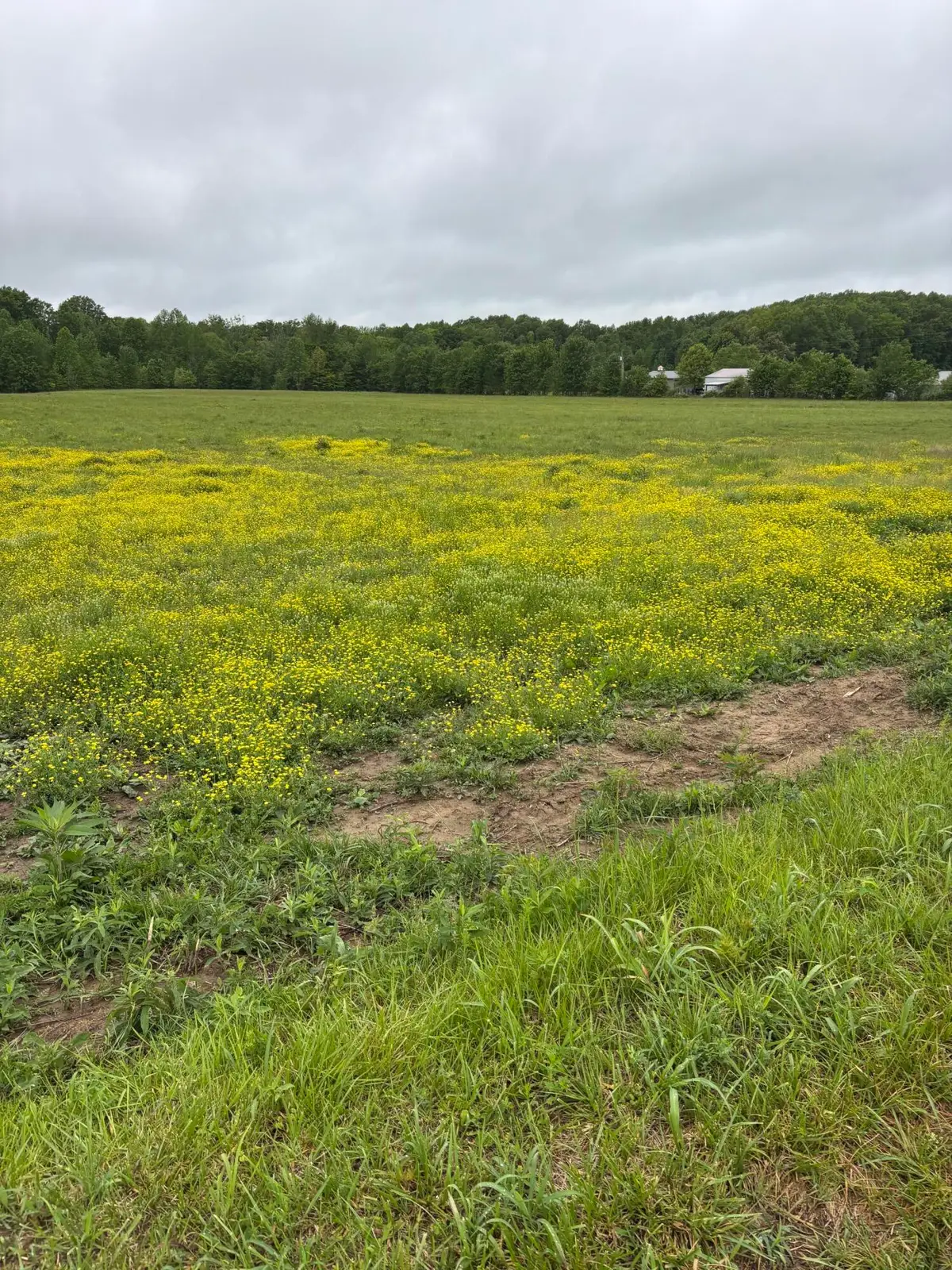 1075 Patterson Road, Russell Springs, KY 42642 - #1