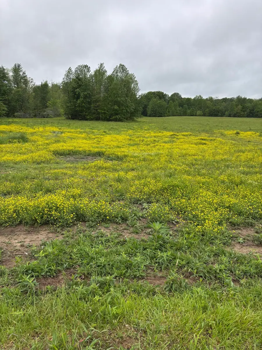1075 Patterson Road, Russell Springs, KY 42642 - #2