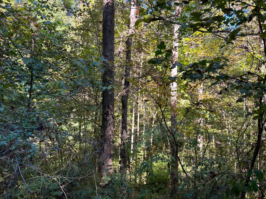 Lot 15 Red River Valley, Slade, KY 40376 - #3