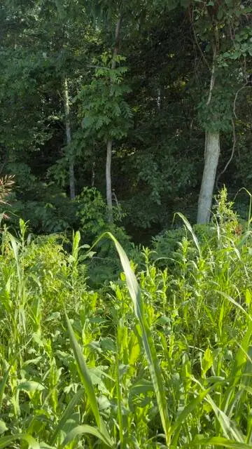 1350 Norwood Mt. Zion Road, Science Hill, KY 42553 - #3