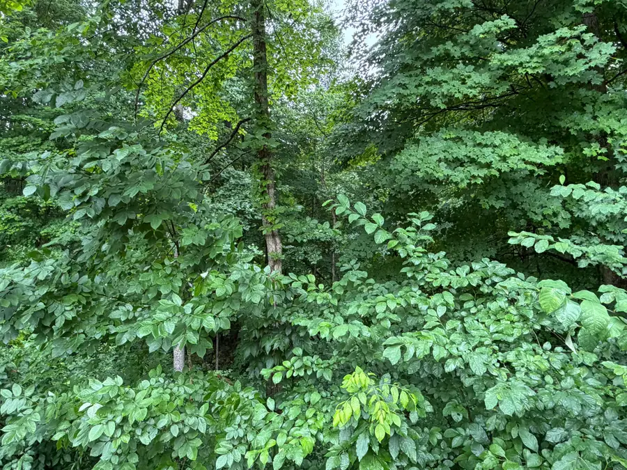 lot 3  George Hardwick Drive, Bronston, KY 42518 - #3