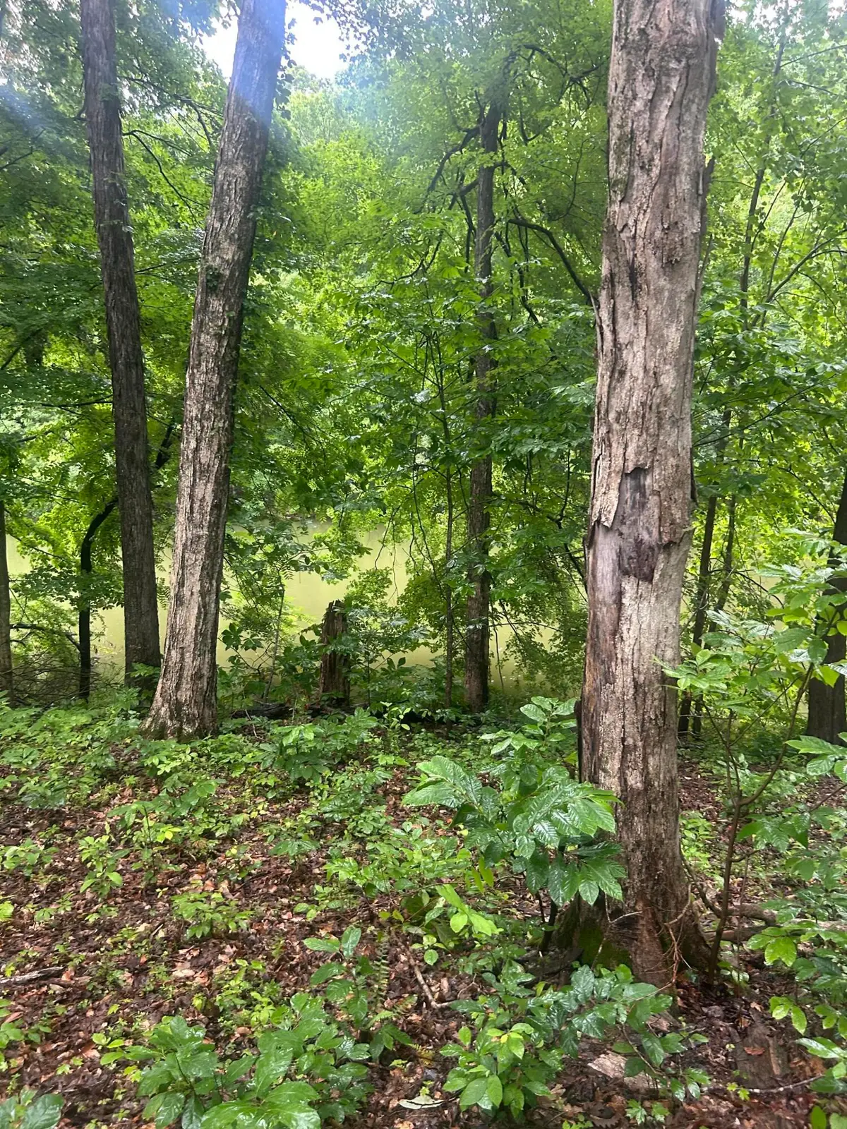 124 Woodfield Estates Drive #Lot 124-128, Cadiz, KY 42211 - #1