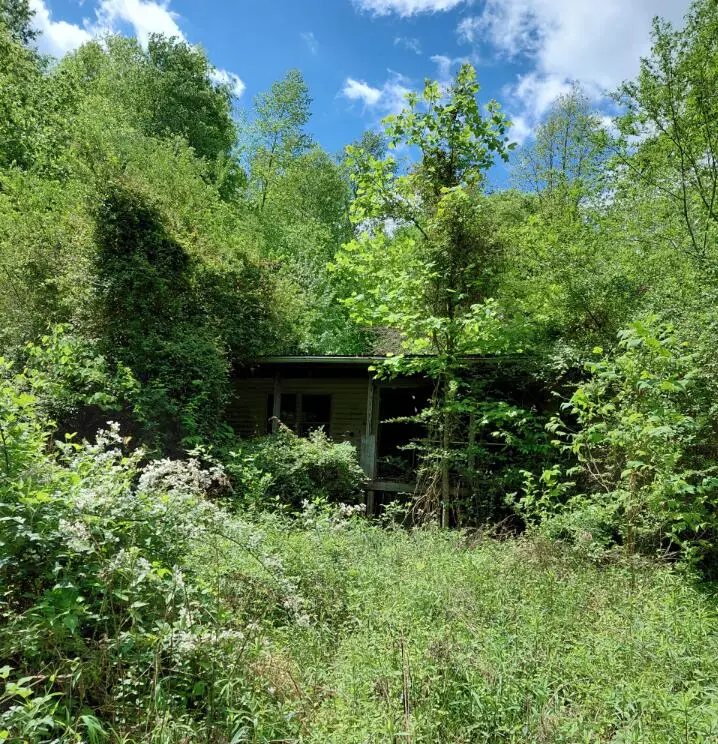 803 Hall Branch Road, Topmost, KY 41862 - #2