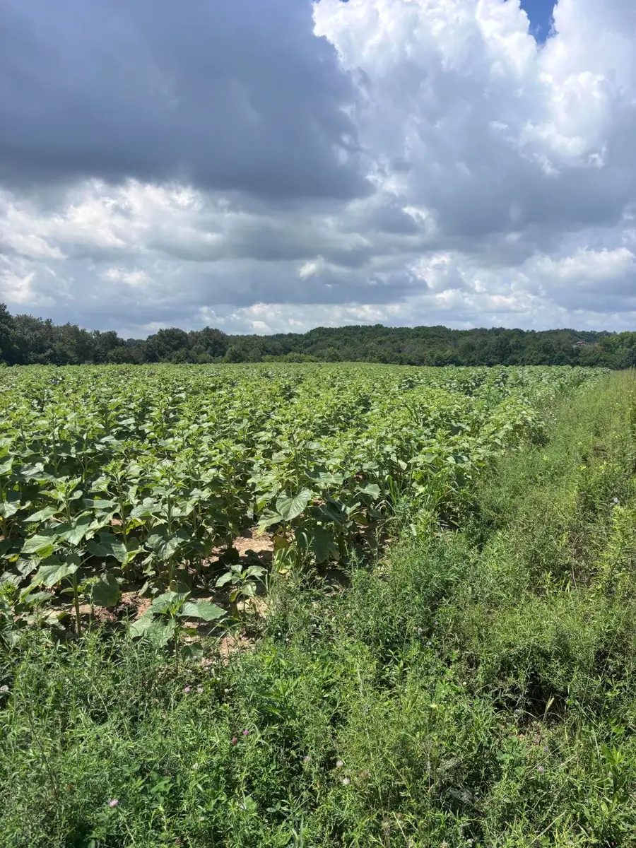 5450 Haley Downs Drive, Lexington, KY 40516 - #2