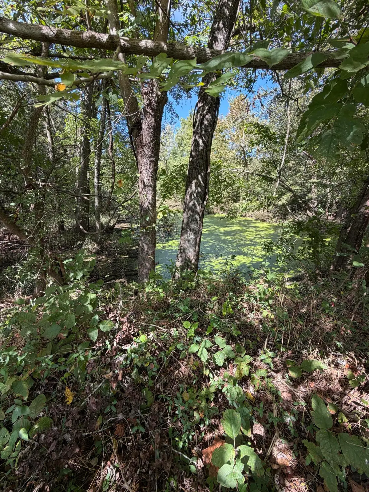 000 State Route 121, Bardwell, KY 42023 - #1