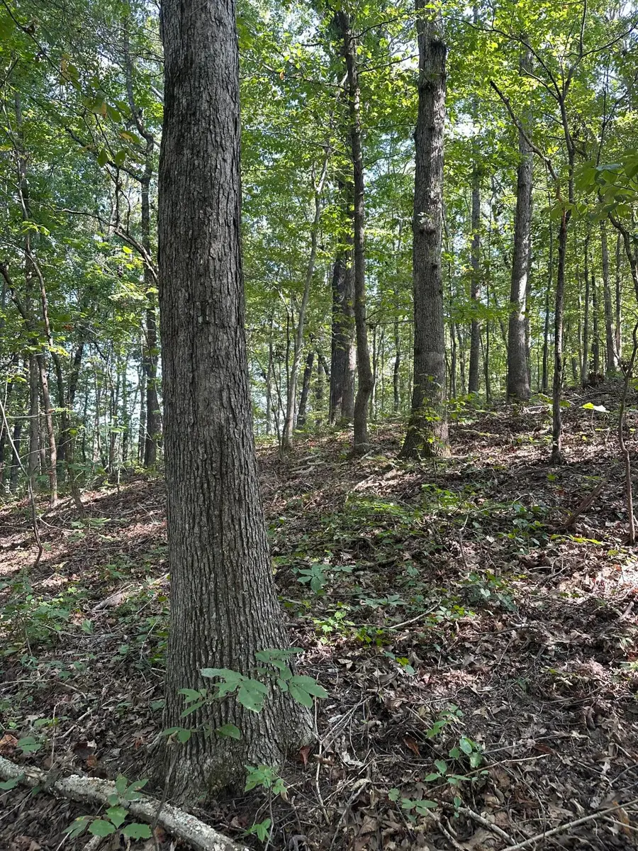 0 Perkins Road, Puryear, TN 38251 - #2