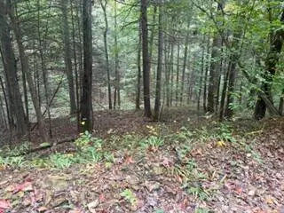 98.54 Acres M/1 Elkhorn Trace Branch, Hyden, KY 41749 - #1