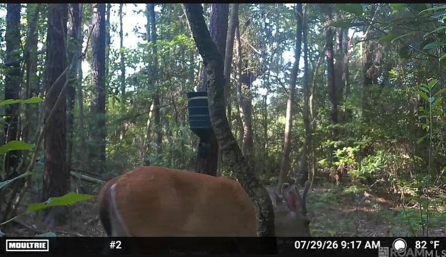 Lot 1 Pace Rd, Clinton, LA 70722 - #3